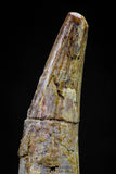20827 - Nice 1.82 Inch Pterosaur (Coloborhynchus) Tooth Cretaceous KemKem