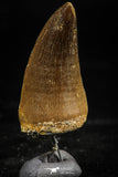 06171 -  Small Wire Wrapped 1.24 Inch Mosasaur (Prognathodon anceps) Tooth Pendant