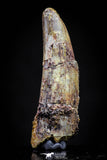 20828 - Nice 1.51 Inch Pterosaur (Coloborhynchus) Tooth Cretaceous KemKem