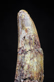 20828 - Nice 1.51 Inch Pterosaur (Coloborhynchus) Tooth Cretaceous KemKem