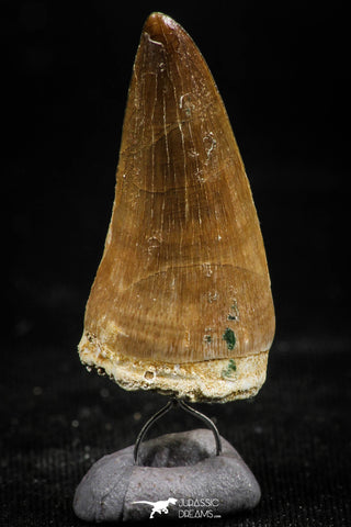 06172 - Small Wire Wrapped 1.21 Inch Mosasaur (Prognathodon anceps) Tooth Pendant