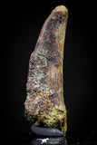20828 - Nice 1.51 Inch Pterosaur (Coloborhynchus) Tooth Cretaceous KemKem