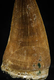 06172 - Small Wire Wrapped 1.21 Inch Mosasaur (Prognathodon anceps) Tooth Pendant