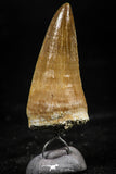 06172 - Small Wire Wrapped 1.21 Inch Mosasaur (Prognathodon anceps) Tooth Pendant