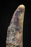 20828 - Nice 1.51 Inch Pterosaur (Coloborhynchus) Tooth Cretaceous KemKem
