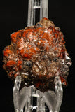 07724 - Top Beautiful 2.32 Inch Natural Quartz Crystals (hematoide variety) Jbel Saghro Mines