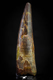 20829 - Finest Quality 1.48 Inch Pterosaur (Coloborhynchus) Tooth Cretaceous KemKem