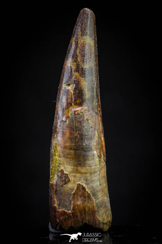 20829 - Finest Quality 1.48 Inch Pterosaur (Coloborhynchus) Tooth Cretaceous KemKem