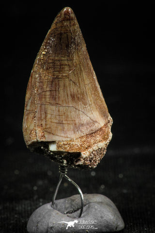 06173 - Small Wire Wrapped 1.03 Inch Mosasaur (Prognathodon anceps) Tooth Pendant