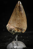 06173 - Small Wire Wrapped 1.03 Inch Mosasaur (Prognathodon anceps) Tooth Pendant
