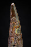 20829 - Finest Quality 1.48 Inch Pterosaur (Coloborhynchus) Tooth Cretaceous KemKem