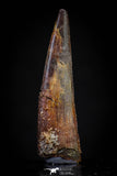 20830 - Nice 1.40 Inch Pterosaur (Coloborhynchus) Tooth Cretaceous KemKem