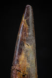 20830 - Nice 1.40 Inch Pterosaur (Coloborhynchus) Tooth Cretaceous KemKem