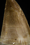 06174 - Small Wire Wrapped 1.02 Inch Mosasaur (Prognathodon anceps) Tooth Pendant