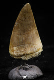 06174 - Small Wire Wrapped 1.02 Inch Mosasaur (Prognathodon anceps) Tooth Pendant