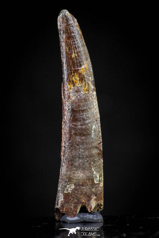 20831 - Top Beautiful 1.50 Inch Pterosaur (Coloborhynchus) Tooth Cretaceous KemKem
