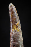20831 - Top Beautiful 1.50 Inch Pterosaur (Coloborhynchus) Tooth Cretaceous KemKem