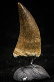 06175 -  Small Wire Wrapped 0.89 Inch Eremiasaurus heterodontus (Mosasaur) Tooth Pendant