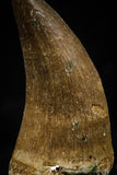 06175 -  Small Wire Wrapped 0.89 Inch Eremiasaurus heterodontus (Mosasaur) Tooth Pendant