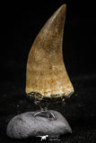 06175 -  Small Wire Wrapped 0.89 Inch Eremiasaurus heterodontus (Mosasaur) Tooth Pendant