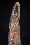 20831 - Top Beautiful 1.50 Inch Pterosaur (Coloborhynchus) Tooth Cretaceous KemKem
