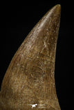 06175 -  Small Wire Wrapped 0.89 Inch Eremiasaurus heterodontus (Mosasaur) Tooth Pendant