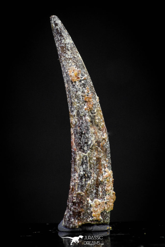 20832 - Collector Grade 1.16 Inch Pterosaur (Coloborhynchus) Tooth Cretaceous KemKem