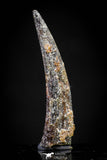 20832 - Collector Grade 1.16 Inch Pterosaur (Coloborhynchus) Tooth Cretaceous KemKem