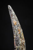 20832 - Collector Grade 1.16 Inch Pterosaur (Coloborhynchus) Tooth Cretaceous KemKem