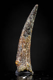 20832 - Collector Grade 1.16 Inch Pterosaur (Coloborhynchus) Tooth Cretaceous KemKem
