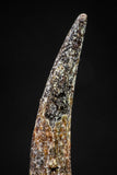 20832 - Collector Grade 1.16 Inch Pterosaur (Coloborhynchus) Tooth Cretaceous KemKem