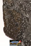 08919 -Top Rare NWA IMB - L Impact Melt Breccia Chondrite Meteorite Polished Section 115.4 g