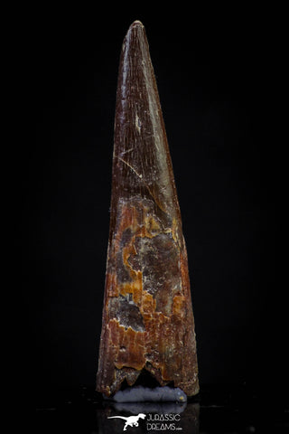 20833 - Finest Quality 1.14 Inch Pterosaur (Coloborhynchus) Tooth Cretaceous KemKem
