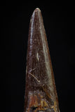 20833 - Finest Quality 1.14 Inch Pterosaur (Coloborhynchus) Tooth Cretaceous KemKem