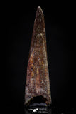 20833 - Finest Quality 1.14 Inch Pterosaur (Coloborhynchus) Tooth Cretaceous KemKem