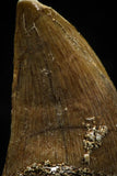 06177 - Small Wire Wrapped 0.74 Inch Mosasaur (Prognathodon anceps) Tooth Pendant
