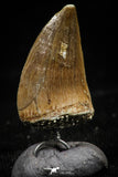 06177 - Small Wire Wrapped 0.74 Inch Mosasaur (Prognathodon anceps) Tooth Pendant