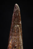 20833 - Finest Quality 1.14 Inch Pterosaur (Coloborhynchus) Tooth Cretaceous KemKem