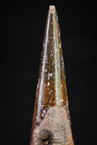 20834 - Finest Quality 1.07 Inch Pterosaur (Coloborhynchus) Tooth Cretaceous KemKem