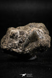 06178 - Great 0.89 Inch Black Squalicorax pristodontus (Crow Shark) Tooth in Natural Matrix