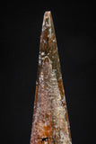 20834 - Finest Quality 1.07 Inch Pterosaur (Coloborhynchus) Tooth Cretaceous KemKem