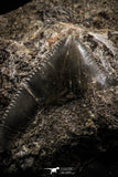06178 - Great 0.89 Inch Black Squalicorax pristodontus (Crow Shark) Tooth in Natural Matrix