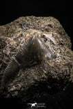 06178 - Great 0.89 Inch Black Squalicorax pristodontus (Crow Shark) Tooth in Natural Matrix