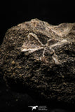06178 - Great 0.89 Inch Black Squalicorax pristodontus (Crow Shark) Tooth in Natural Matrix