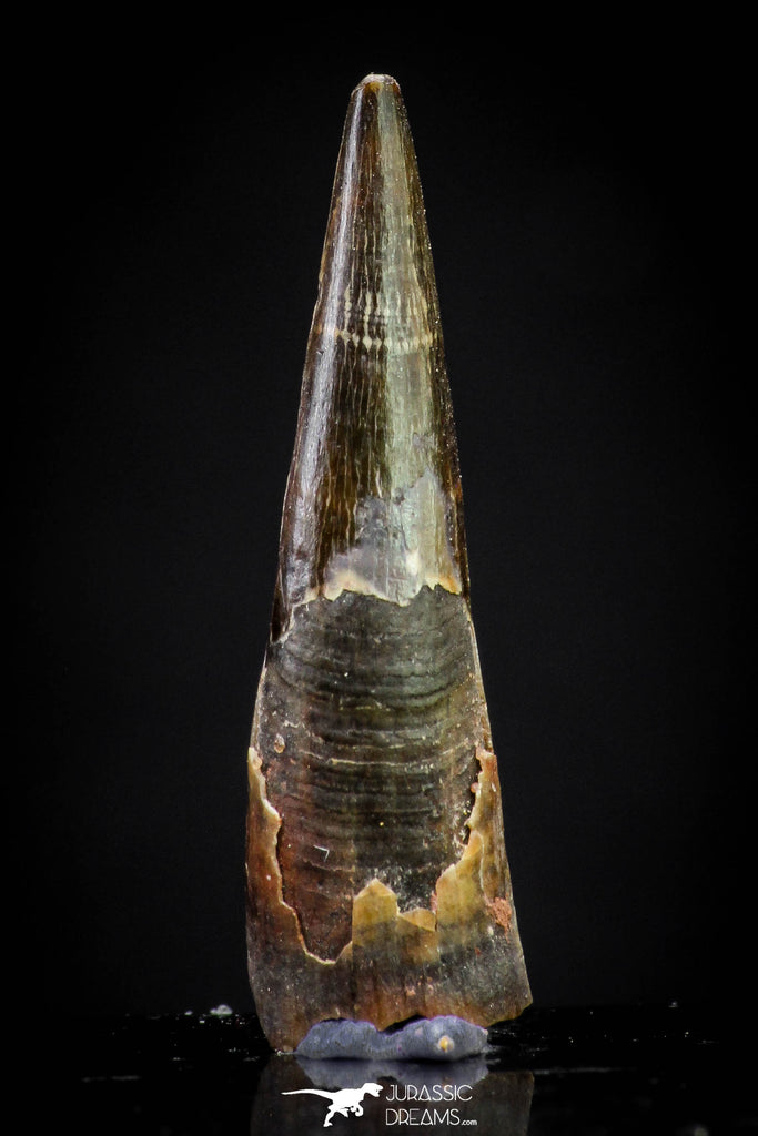 20835 - Top Beautiful Black 1.02 Inch Pterosaur (Coloborhynchus) Tooth Cretaceous KemKem