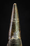 20835 - Top Beautiful Black 1.02 Inch Pterosaur (Coloborhynchus) Tooth Cretaceous KemKem