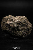 06178 - Great 0.89 Inch Black Squalicorax pristodontus (Crow Shark) Tooth in Natural Matrix