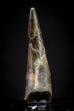 20835 - Top Beautiful Black 1.02 Inch Pterosaur (Coloborhynchus) Tooth Cretaceous KemKem