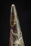 20835 - Top Beautiful Black 1.02 Inch Pterosaur (Coloborhynchus) Tooth Cretaceous KemKem