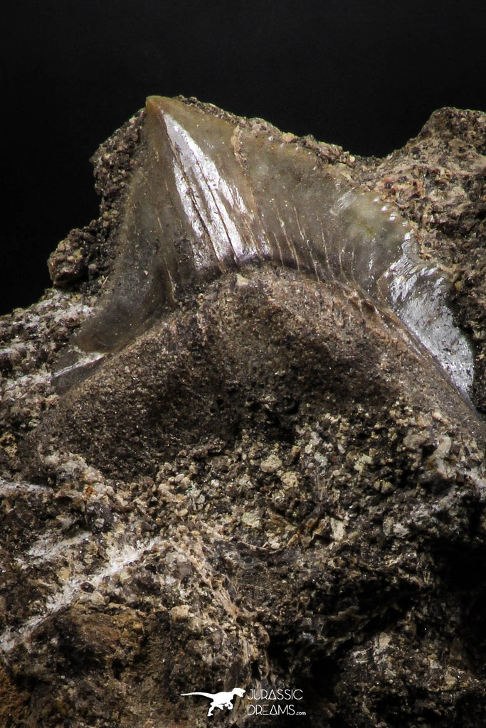 06179 - Top Beautiful 0.66 Inch Black Squalicorax pristodontus (Crow Shark) Tooth - New Location